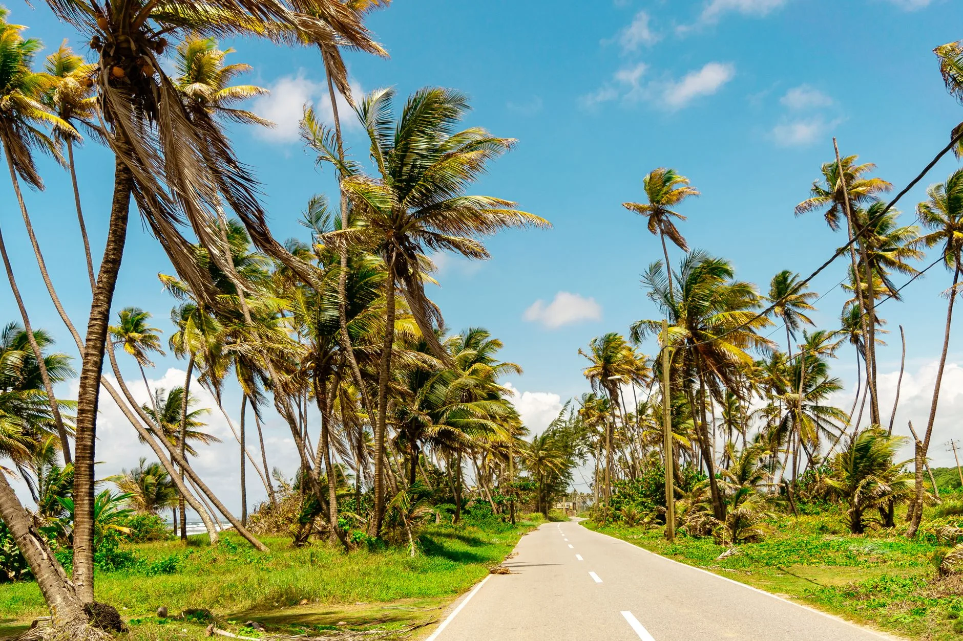 Route côtière et paysage tropical en Martinique