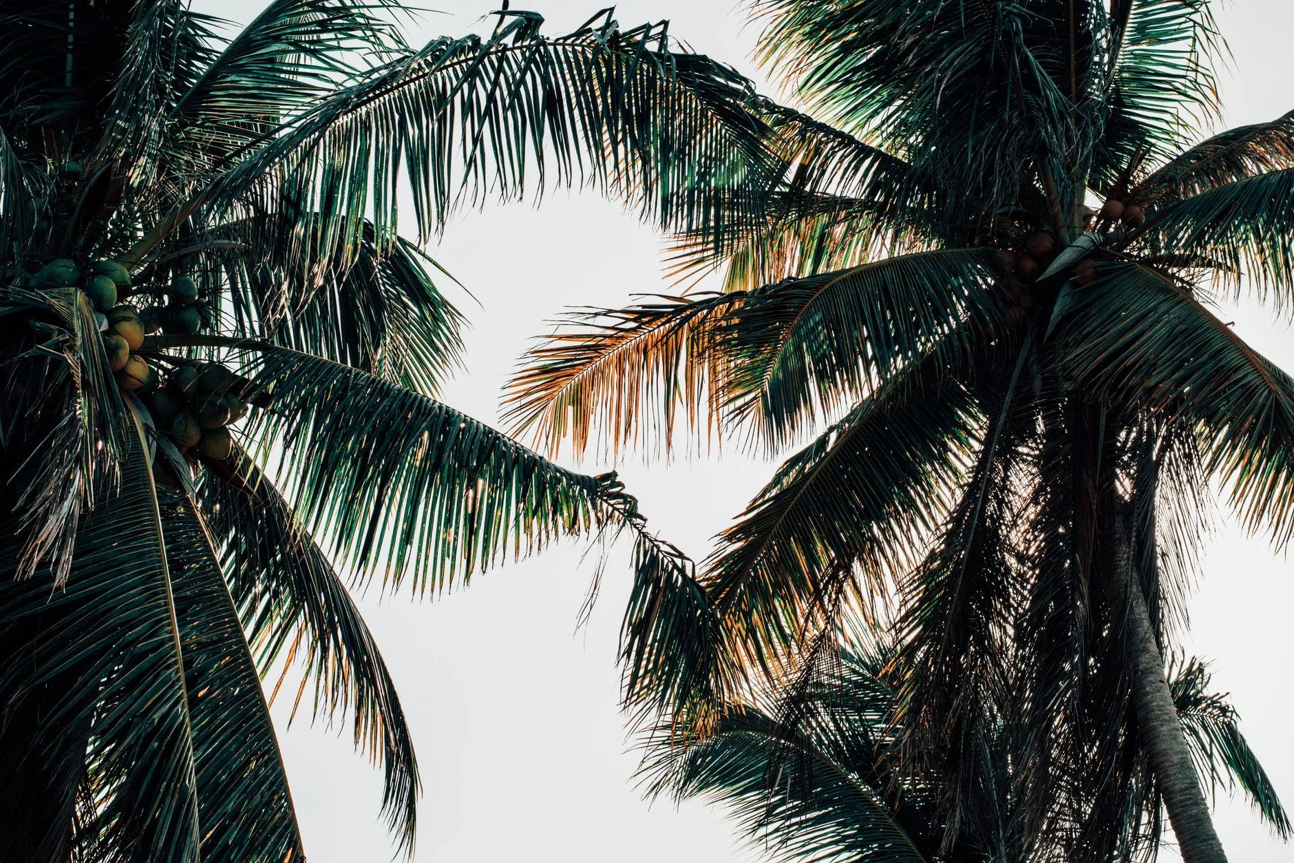 Cocotiers vus en contre-plongée sous un ciel tropical, en Martinique